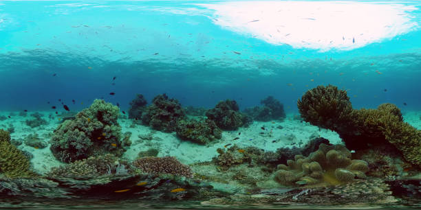 istock Coral reef and tropical fish. Philippines. 360-Degree view 1351667705