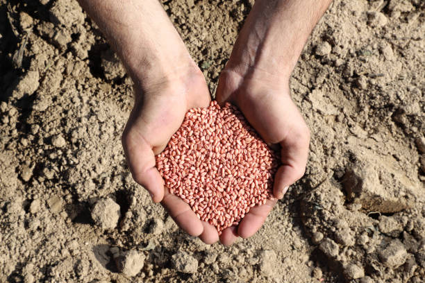 istock Wheat seeds in the farmer's hand 1351669994