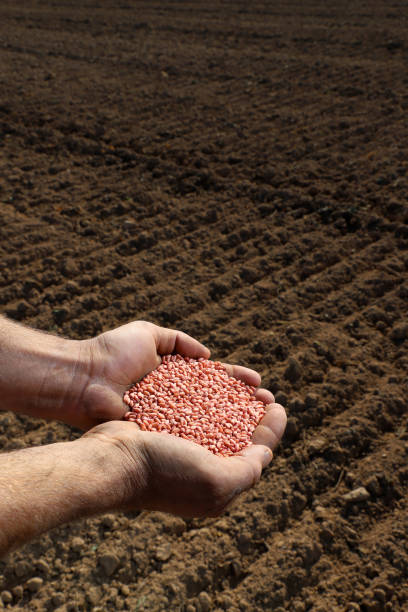 istock Wheat seeds in the farmer's hand 1351670002