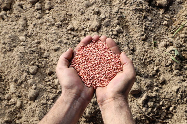 istock Wheat seeds in the farmer's hand 1351670021