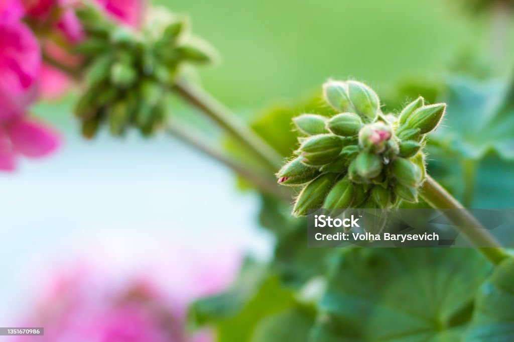 flower buds of geranium, pelargonium. Close-up, flowes Pink Color Stock Photo