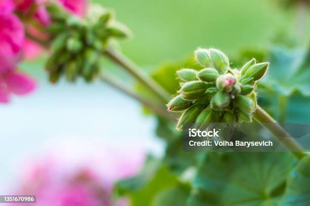 Flower Buds Of Geranium Pelargonium Closeup Flowes Stock Photo - Download Image Now