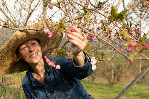 Woman working on a organic farm checking a cherry tree