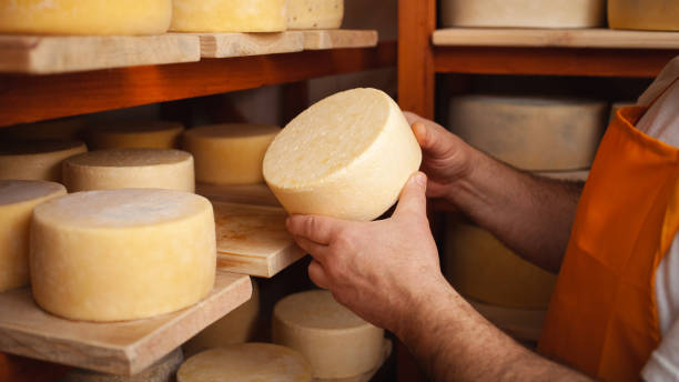 man cheesemaker in the cellar, beautiful wooden shelves with a ready cheese circle, ripening. Cheese production, home basement, indoor. Private entrepreneur. holds in his hands A man cheesemaker in the cellar, beautiful wooden shelves with a ready cheese circle, ripening. Cheese production, home basement, indoor. Private entrepreneur. holds in his hands cheese stock pictures, royalty-free photos & images