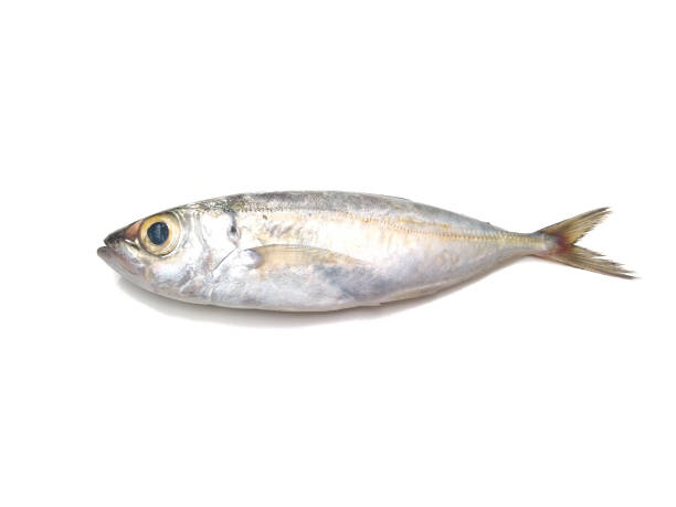 istock Horse Mackerel fish isolated on white background, selective focus 1351672242