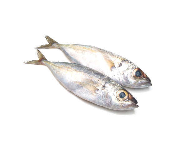 istock Horse Mackerel fish isolated on white background, selective focus 1351672255
