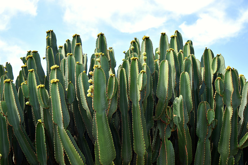 Prickly cactus plant growing