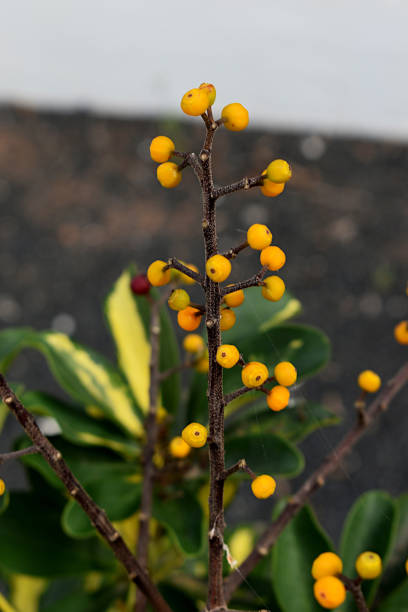 黒い溶岩砂カナリア諸島の庭の植物として栽培された明るい黄色のオレンジ色の果実と黄色い緑の葉を持つ小人またはクインズランド傘の木(シェフフレラアルボリコラvariegata)の常緑の低木� - lanzarote canary islands volcano green ストックフォトと画像