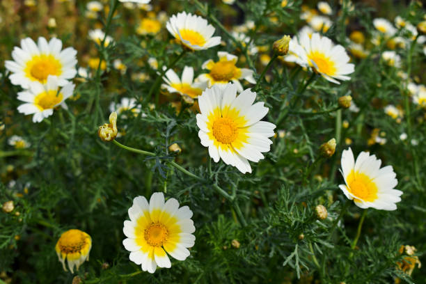 дикие белые цветы с желтым центром и бутонами кронной маргаритки (glebionis coronaria, chrysanthemum coronarium) на фоне многих других цветов в естественных усл� - crown daisy стоковые фото и изображения