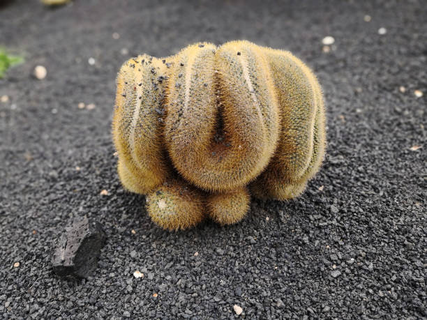 Small cactus (probably Mammillaria polythele or geminispina cristata) of original form looking like a strange creature with feet and arms or brain or snake, growing in black lava sand outdoors, in natural conditions in Lanzarote, Canary islands Image of plant of strange brain-shaped form desert snake stock pictures, royalty-free photos & images