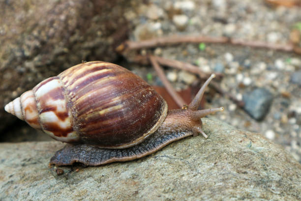 istock Giant African land snail 1351673072