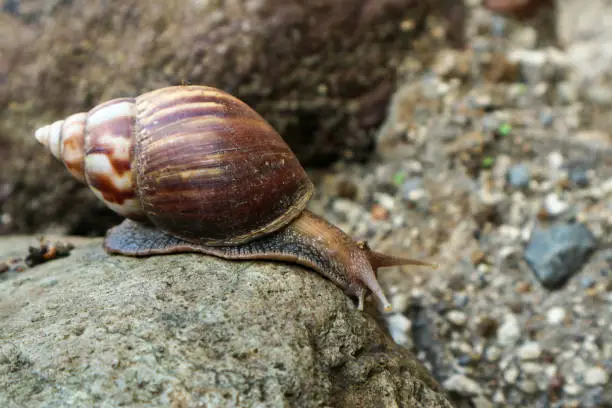 Snail, giant African land snail on rock