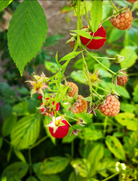 Close-up of ripening organic raspberries, on the vine ready for harvesting. growing under a protective canopy.Taken in Watsonville, California, USA.