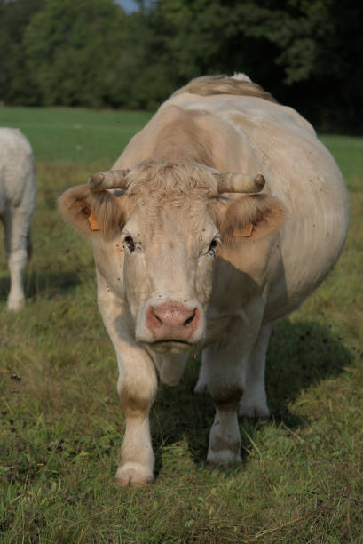 istock white Charolais cow in a meadow 1351674394