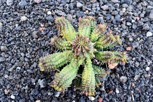 Image of young cactus of original shape