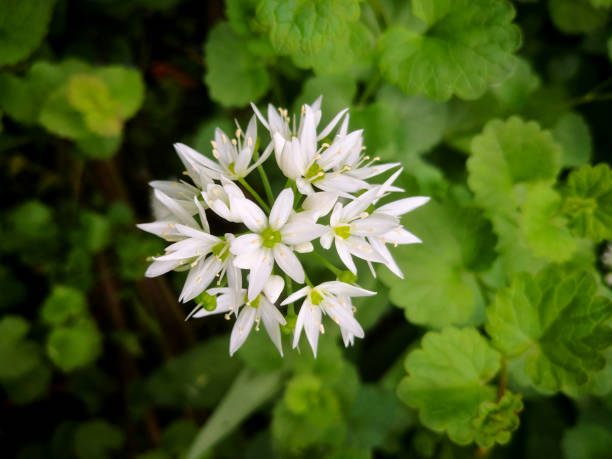 Single (one) white flower head of wood garlic (Allium ursinum, bear's garlic, ramsons, wild cowleek, buckrams, broad-leaved garlic, bear leek) with several star-shaped flowers in background of bright green foliage in garden in spring. Close-up macro view Image of flowering plant in spring. Fragility and beauty in nature wild garlic leaves stock pictures, royalty-free photos & images