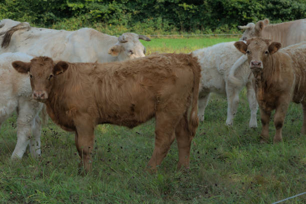 istock Charolais and Salers mixed breed calves 1351674447
