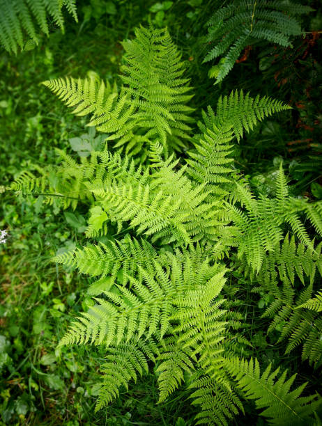 wild big green plant of fern (polypodiopsida or polypodiophyta, filicales) with large and long ornamental leaves growing in natural conditions  in the forest in schwarzwald mountains in springtime (may) - long grass uncultivated plant stage plant condition imagens e fotografias de stock