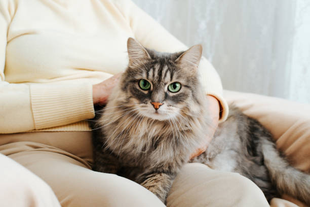 primer plano del gato peludo gris sentado en el regazo de la mujer y mirando a la cámara con sus ojos verdes. manos de una mujer mayor acariciando, acariciando a una mascota esponjosa que descansa sobre las piernas del dueño, en interiores - pets feline domestic cat horizontal fotografías e imágenes de stock