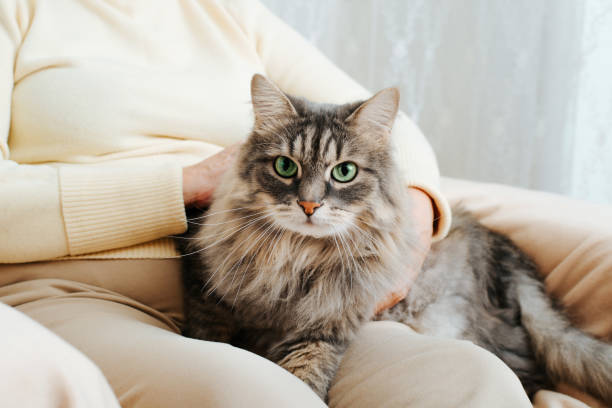 Close-up of gray furry cat sitting on woman's lap and looking at camera with its green eyes. Hands of older woman stroking, caressing fluffy pet resting on legs of owner, indoors stock photo