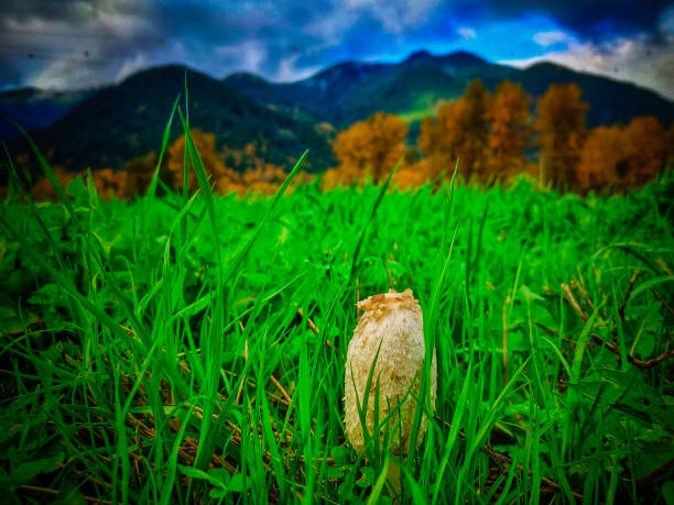 Shaggy mane mushrooms (Coprinus comatus) are an edible mushroom common in North America. Also known as Lawyer’s Wig mushrooms, they have tall and rounded caps and are covered with lacy scales that curve up from the sides. Shaggy Mane mushrooms are part of the ink cap species of mushrooms.