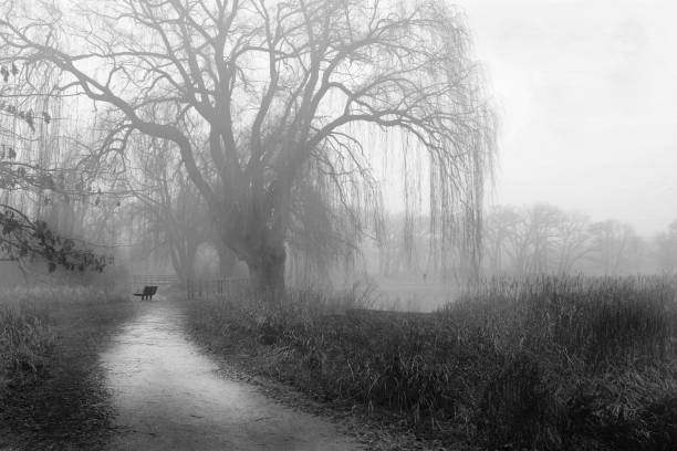 caminho do país levando a salgueiro chorando - weeping willow - fotografias e filmes do acervo