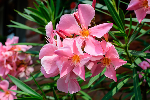 Close up of delicate pink flowers of Nerium oleander and green leaves in a exotic garden in a sunny summer day, beautiful outdoor floral background photographed with soft focus