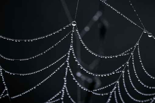 Macro close-up of a wet spider web with many small pearls of dew drops.
