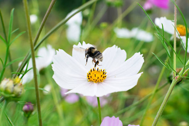 Bumblebee takes off from a white flower with nectar on its legs Bumblebee takes off from white flower with nectar on its legs bombus hypnorum pictures stock pictures, royalty-free photos & images