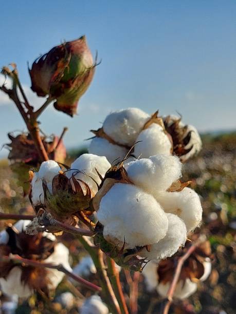 istock Close-up cotton flower in a field 01 1351681017