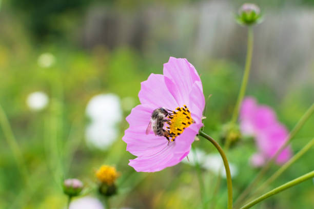 Bee collects nectar on pink flower in summer Bee collects nectar on pink flower in summer close-up bombus hypnorum pictures stock pictures, royalty-free photos & images