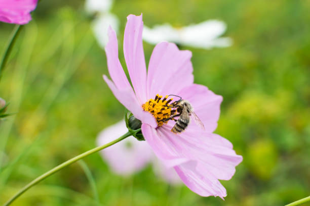 Bee collects nectar on pink flower in summer Bee collects nectar on pink flower in summer with blured background bombus hypnorum pictures stock pictures, royalty-free photos & images