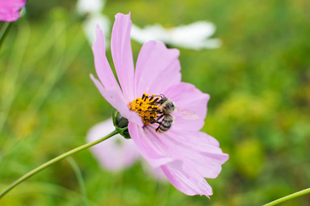 Bee collects nectar on pink flower in summer Bee collects nectar on pink flower in summer close up bombus hypnorum pictures stock pictures, royalty-free photos & images