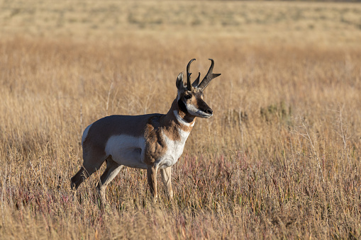 a pronghorn antelope buck in autumn in Wyoming