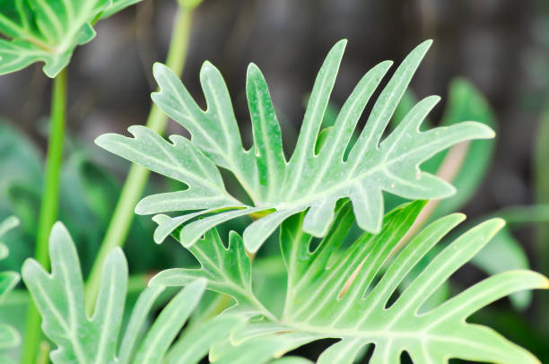 istock Philodendron Xanadu, Philodendron xanadu Croat 1351682457