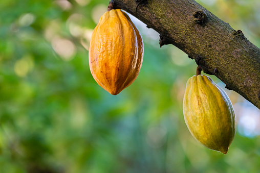 Cacao tree with fruits