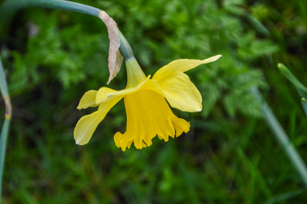 istock Dutch Yellow Narcissus 1351684918