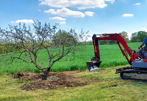 Replacing a large olive tree in the ground after uprooting, using an excavator.