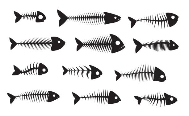 Fish bone silhouettes, black fishbone skeletons Fish bone silhouette icons, black isolated fishbone vector skeletons. Dead fish bones of herring, barracuda or piranha with head skull and spine tail, marine and sea nautical symbols immersed in their work stock illustrations