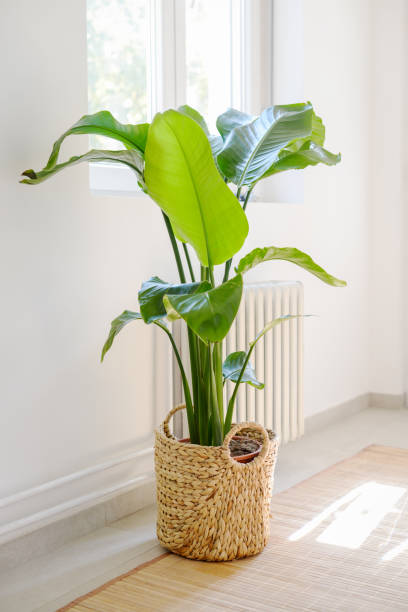Houseplant Strelitzia nicolai