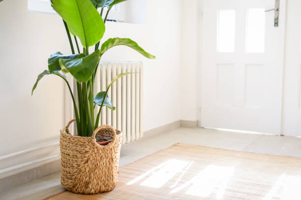 istock Houseplant Strelitzia nicolai 1351687680