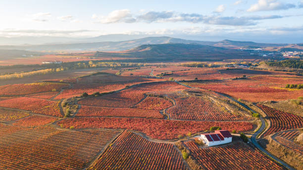 colorful vineyards of la rioja during autumn  season aerial view of la rioja vineyards, Spain rioja photos stock pictures, royalty-free photos & images