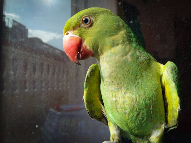 Parrot: A copycat who does not understand the words or acts being imitated. Parrot: A copycat who does not understand the words or acts being imitated. echo parakeet stock pictures, royalty-free photos & images
