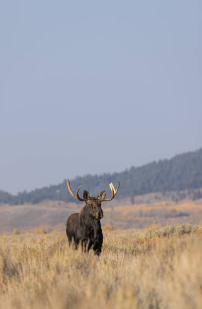 istock Bull Moose in Autumn in Wyoming 1351688570