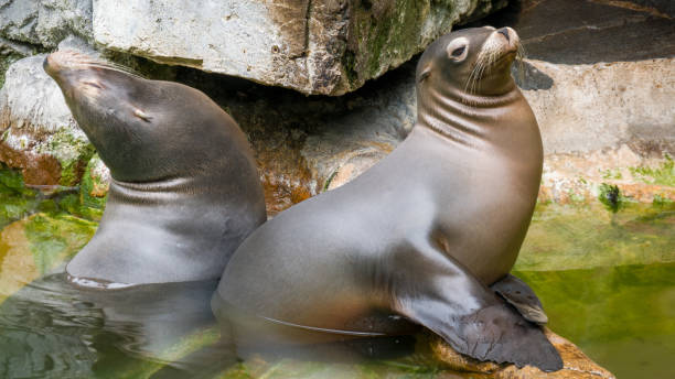 istock Sea lions relax on the ledge 1351688644