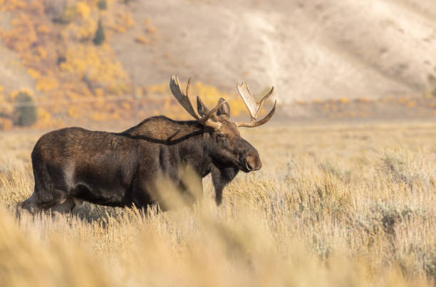 istock Bull Moose in Autumn in Wyoming 1351688818