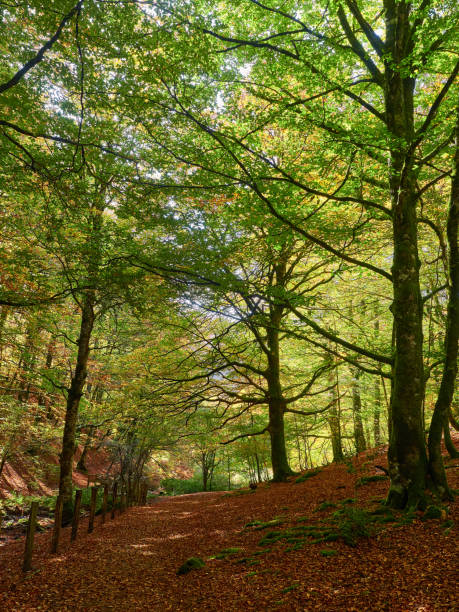 istock The autumn is coming in the Irati Forest 1351688867
