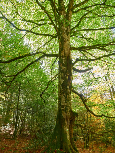 istock The autumn is coming in the Irati Forest 1351688979