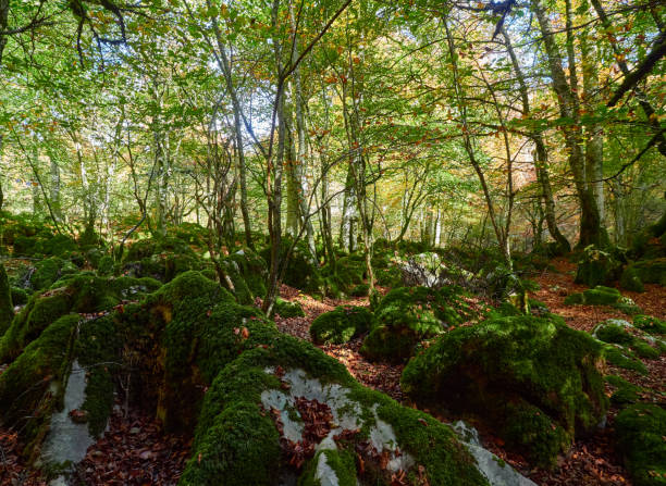 istock The autumn is coming in the Irati Forest 1351689000