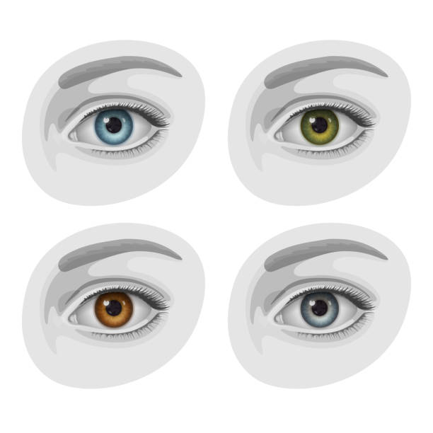 Beautiful woman eyes with irises of blue, green, brown and gray colors Beautiful woman eyes with irises of blue, green, brown and gray colors. Accent is on color of iris, other part of eye is in gray colors. Concept of color variety and diversity of human eyes hazel blue eyes stock illustrations